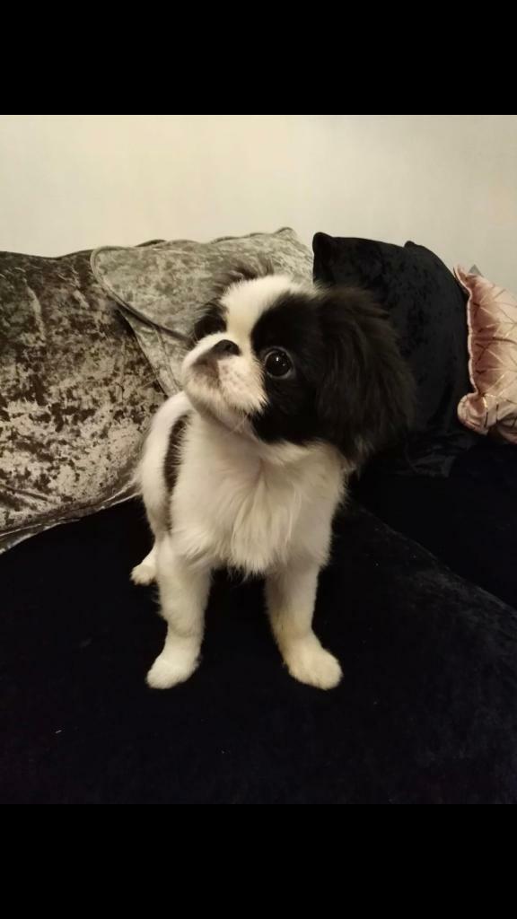 japanese chin for sale gumtree